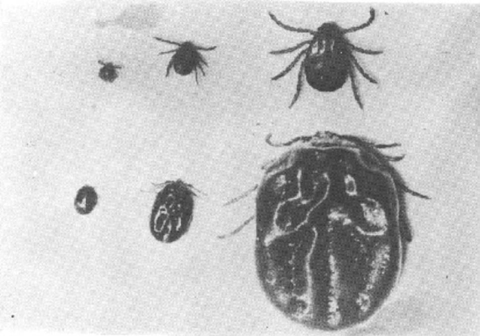 Enfermedad de Kyasanur - Fiebre hemorrágica viral endémica del sur de Asia, el primer brote se presentó en Karnataka, India en 1957 donde infectó a varios monos, por lo cual se conoce como enfermedad de los monos.<br/><br/>Entre los síntomas se encuentran la fiebre alta, dolor de cabeza, hemorragias<br/>nasales y de garganta, así como intestinales, además de vómito. Su tasa de<br/>morbilidad es del 10 por ciento y se considera que los reservorios naturales<br/>son ratas, aves y erizos.<br/><br/>Aunque no hay tratamientos específicos, la vacunación se emplea como profilaxis, además de controles de garrapata y mosquito.