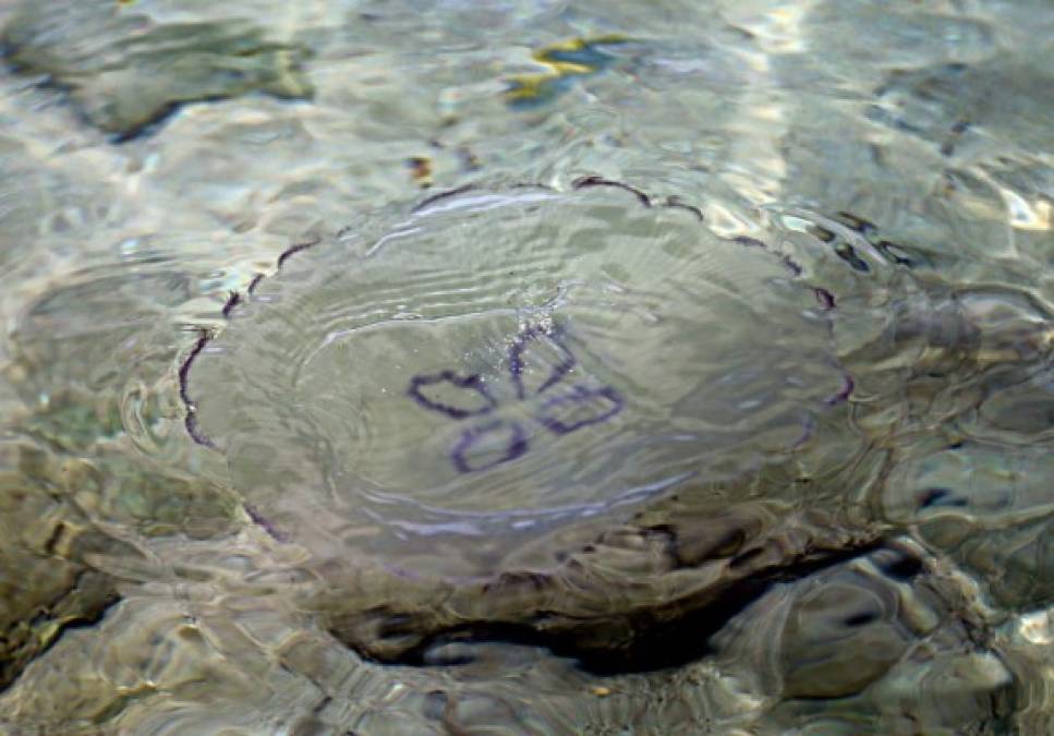 Además de los peces, las tortugas hacen su aparición.