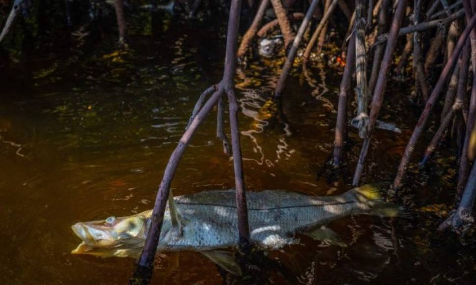 La gran mayoría de los peces muertos han sido recogidos ya, según el canal local 10 News, pero las autoridades han advertido a los bañistas que los niveles de marea roja en aguas del Golfo de México hacen poco seguro bañarse por ahora.