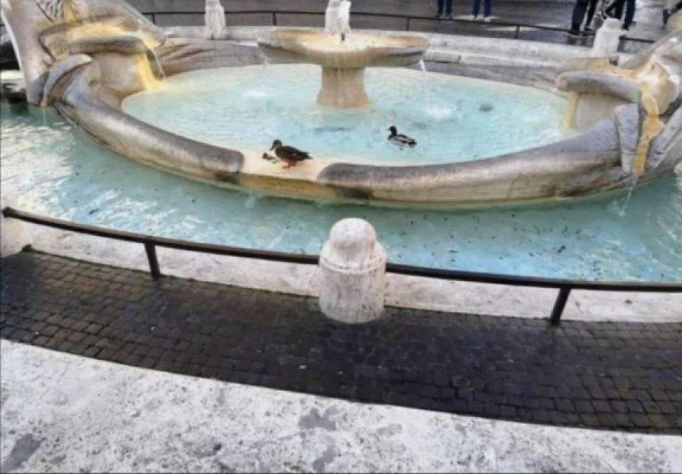Unos patos disfrutando en la Barcaccia, corazón de Roma.