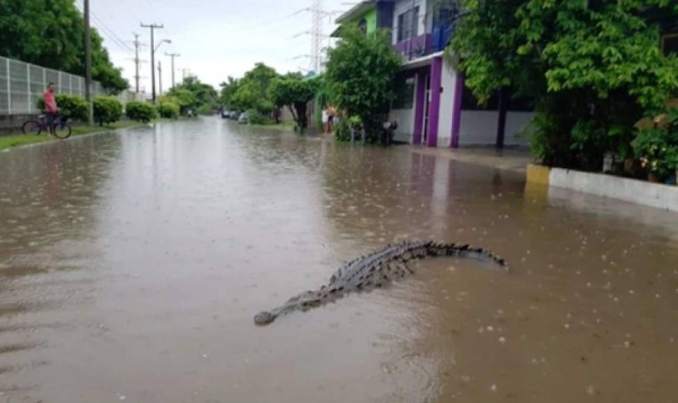 Pobladores fueron sorprendidos por varios cocodrilos en las calles de Cárdenas-Michoacán tras el desbordamiento de ríos y la represa.