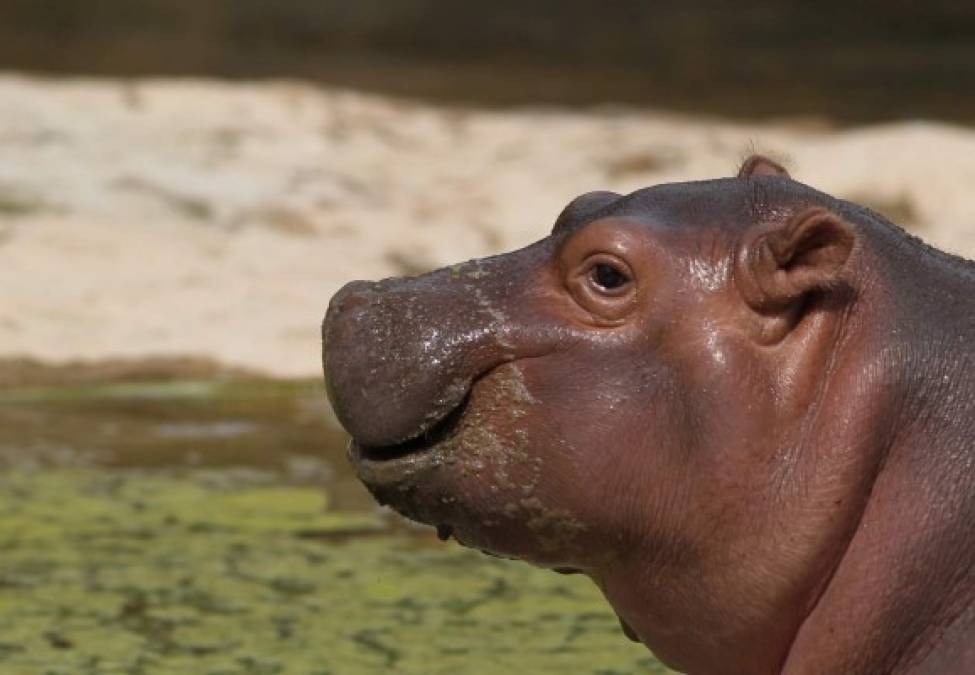 Para su nacimiento se diseñó un espacio especial conocido como 'Kiboko Bwawa', una especie de playa donde los visitantes pueden ver a la mamá y al bebé tanto en el espacio terrestre como bajo el agua.