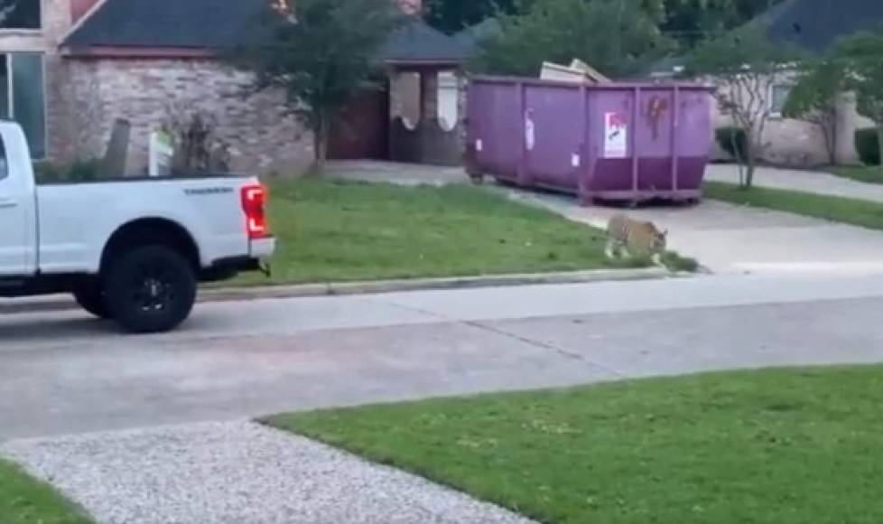 El drama comenzó el domingo por la noche cuando un tigre fue visto desplazándose tranquilamente por el jardín delantero de una vivienda en un vecindario del oeste de Houston.