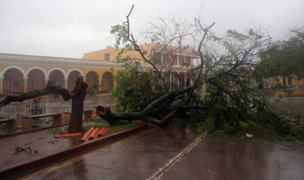 Un árbol caído en las calles de la ciudad de Remedios, en el centro de Cuba.