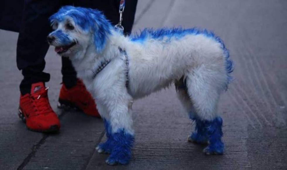 Esta linda perrita lució completamente de azul ya que su dueño es gran seguidor del Motagua.