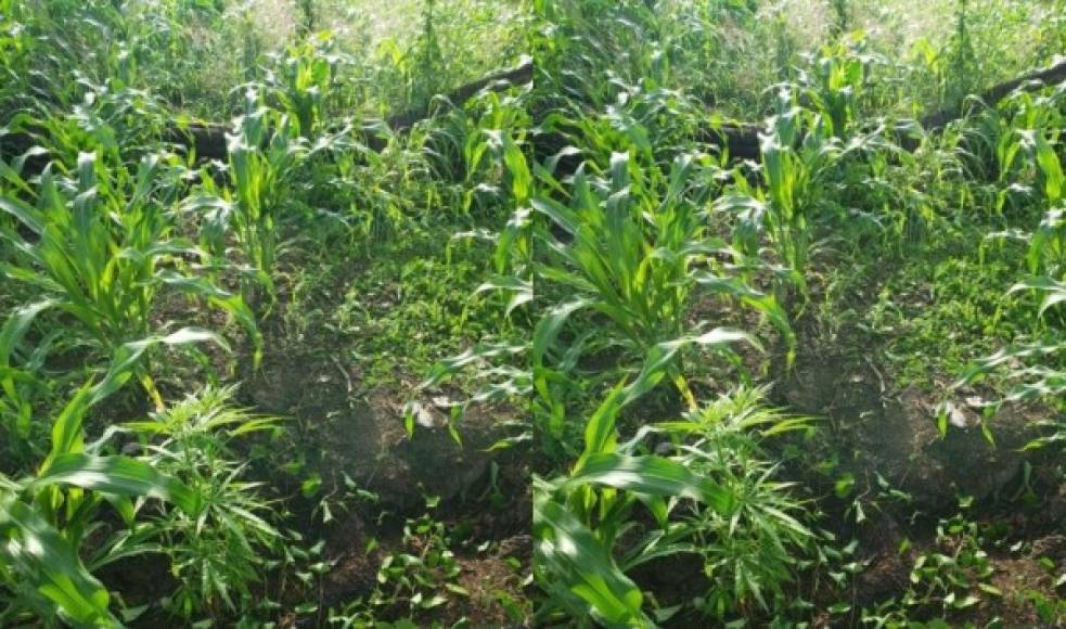 Aseguraron una zona de aproximadamente 2,000 plantas de marihuana en la inhóspita comunidad de Las Mangas, en una región montañosa de ese sector. El narcotráfico en esa zona de Honduras mantiene presencia en las montañas.