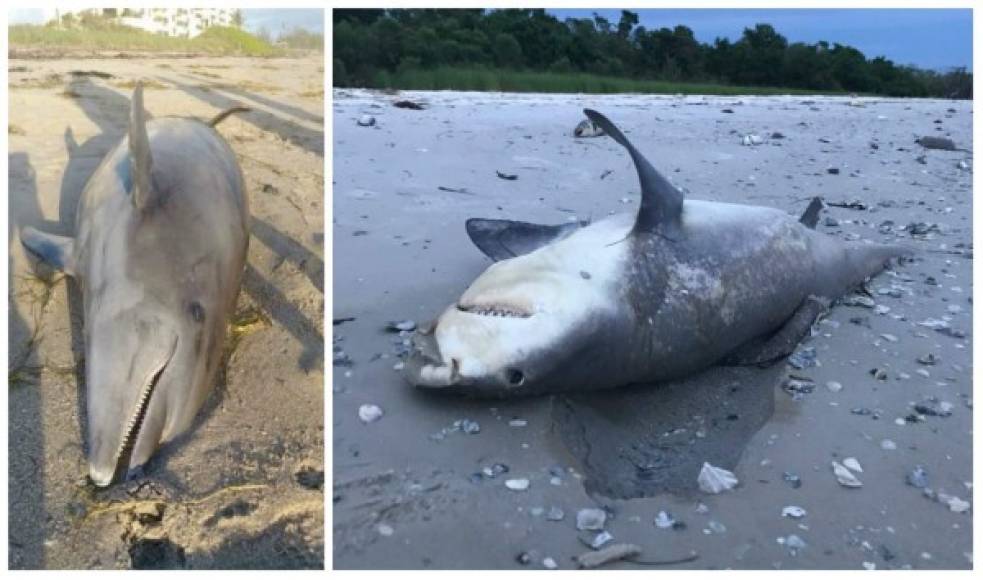 Una marea roja sin precedentes mató a tiburones, manatíes, peces y delfines en Florida.