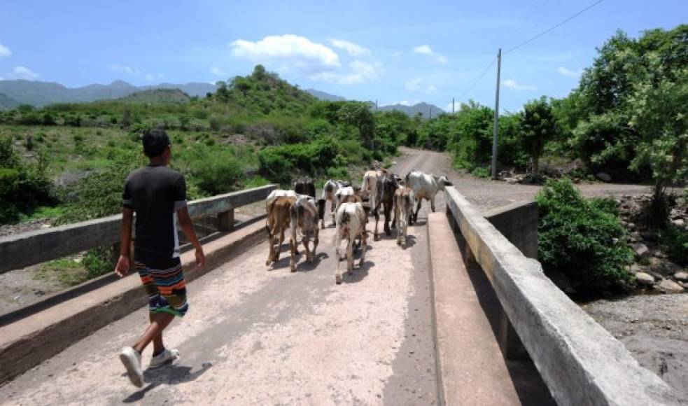 Decenas de vacas han muerto por la calamidad que se vive.