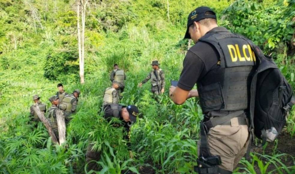 La operación fue dirigida por Fuerzas Armadas, con el apoyo de Dirección de Lucha Contra el Narcotráfico (DLCN) y la Fuerza de Tarea Conjunta Xatruch.