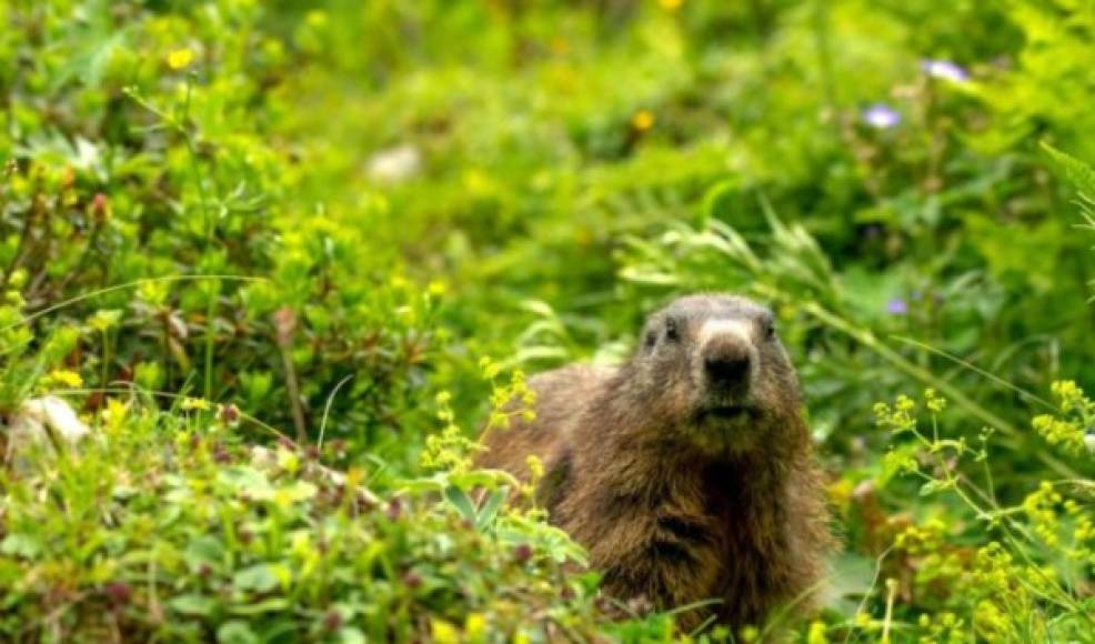 Según se dio a conocer por varias agencias de noticias, el contagio de esta enfermedad se dio debido al consumo de carne de marmota.