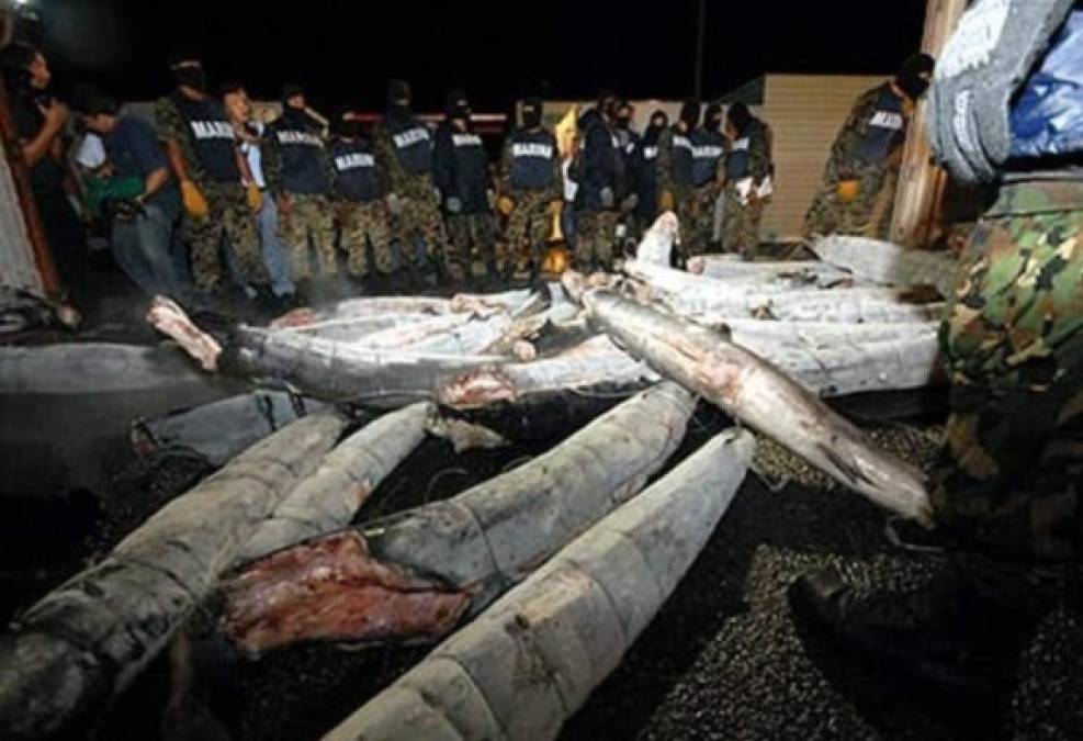 El Cártel de Sinaloa utilizaba tiburones rellenos de cocaína en su ruta hacia Costa Rica.