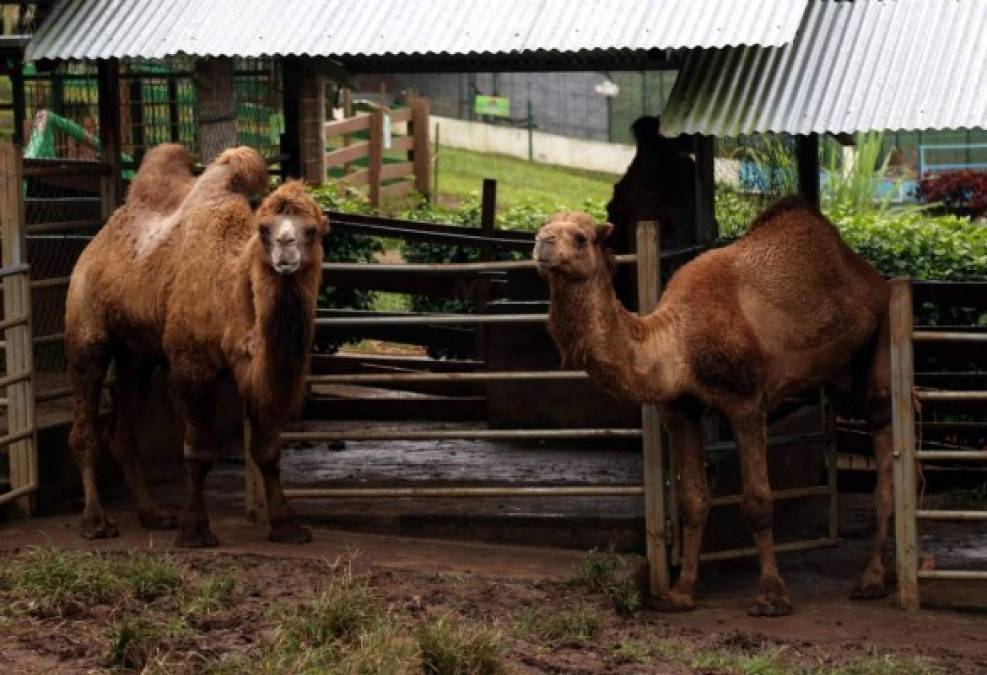 Los camellos que muchas veces solo se ven en la televisión, se pueden admirar en este bonito zoológico.