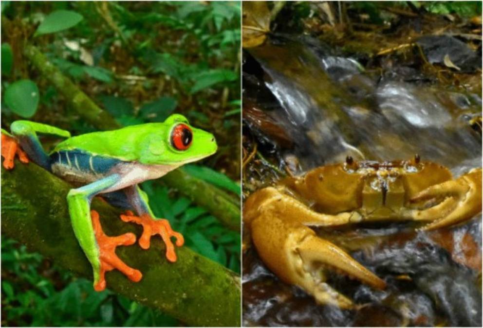 Un equipo de científicos del programa Conservation International's Rapid Assessment Program (RAP) en coordinación con el Gobierno de Honduras, han encontrado varias especies que se creía extintas y otras desconocidas.