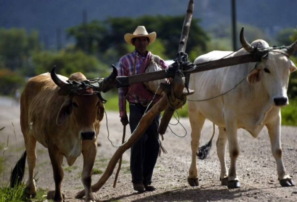 En los pueblos del interior de Honduras utilizan yuntas de bueyes para arar la tierra antes de cultivarla.