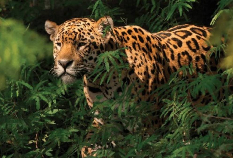 Según los expertos, este jaguar ataca a cualquier tipo de presas como: serpientes, pájaros, iguanas y sobre todo mamíferos. Esto se debe porque tiene la mandíbula más fuerte de todos los felinos.