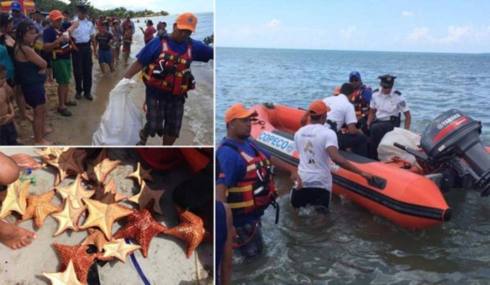En 2018,miembros que conforman el Comité Nacional de Prevención en Movilización Masiva (Conapremm) decomisaron un cargamento que contenía estrellas de mar para la venta ilegal en las playas de Trujillo municipio de Colón, en el litoral atlántico de Honduras.