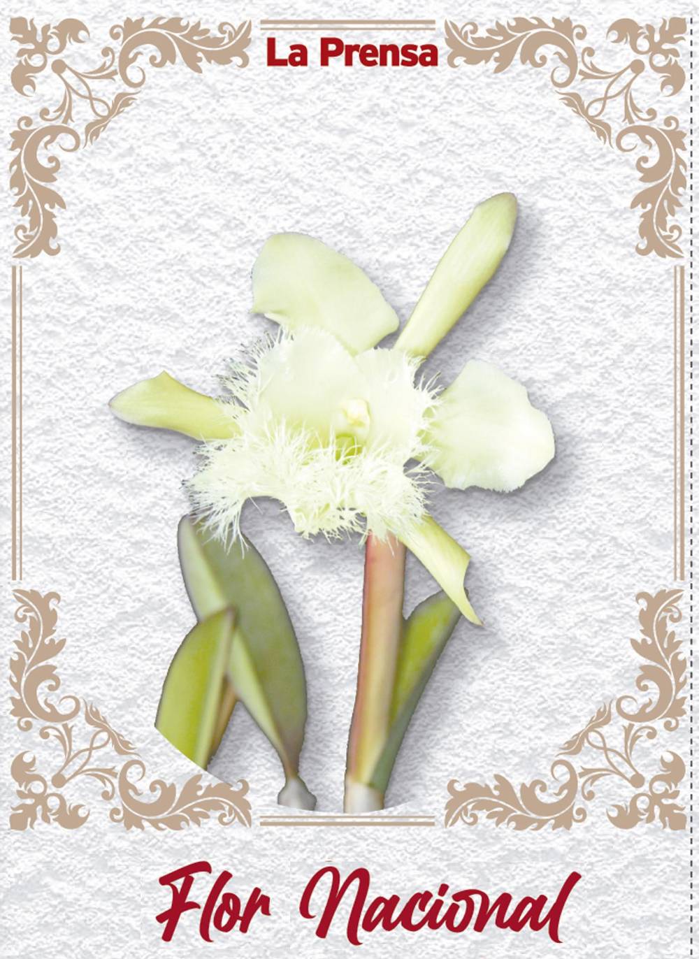 Flor Nacional