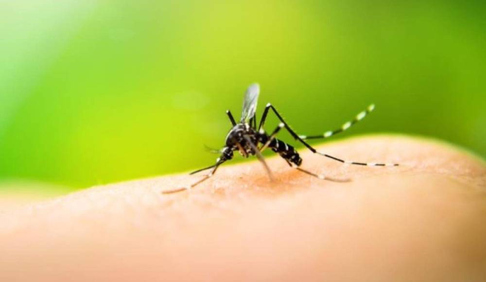 Mosquitos<br/><br/>Estudios indican que hay más de 3,000 especies de mosquitos en todo el mundo, y diferentes especies portan diferentes virus. Las enfermedades transmitidas por mosquitos matan a más de 700.000 personas al año