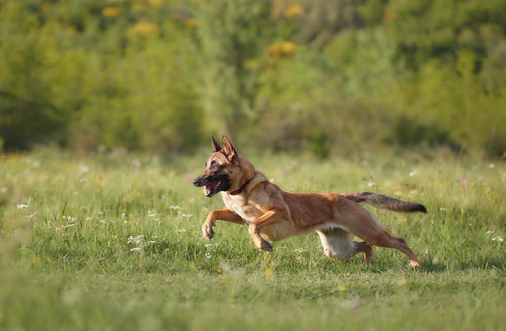 ¿Por qué los perros grandes envejecen antes que los pequeños?