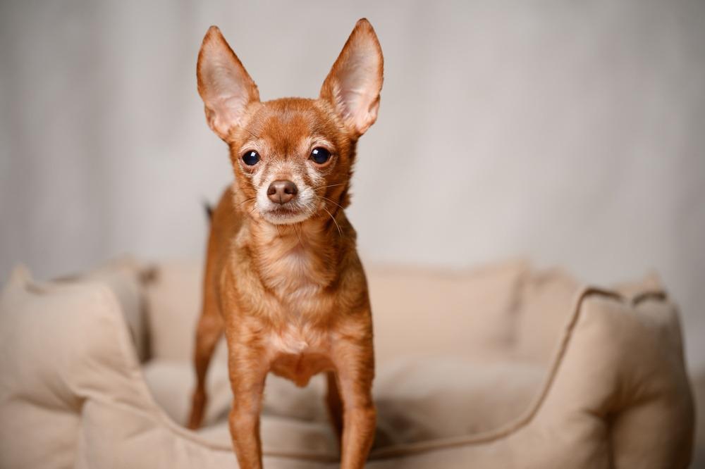 ¿Por qué los perros grandes envejecen antes que los pequeños?