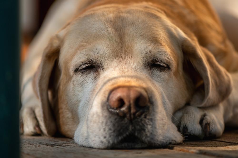 ¿Por qué los perros grandes envejecen antes que los pequeños?