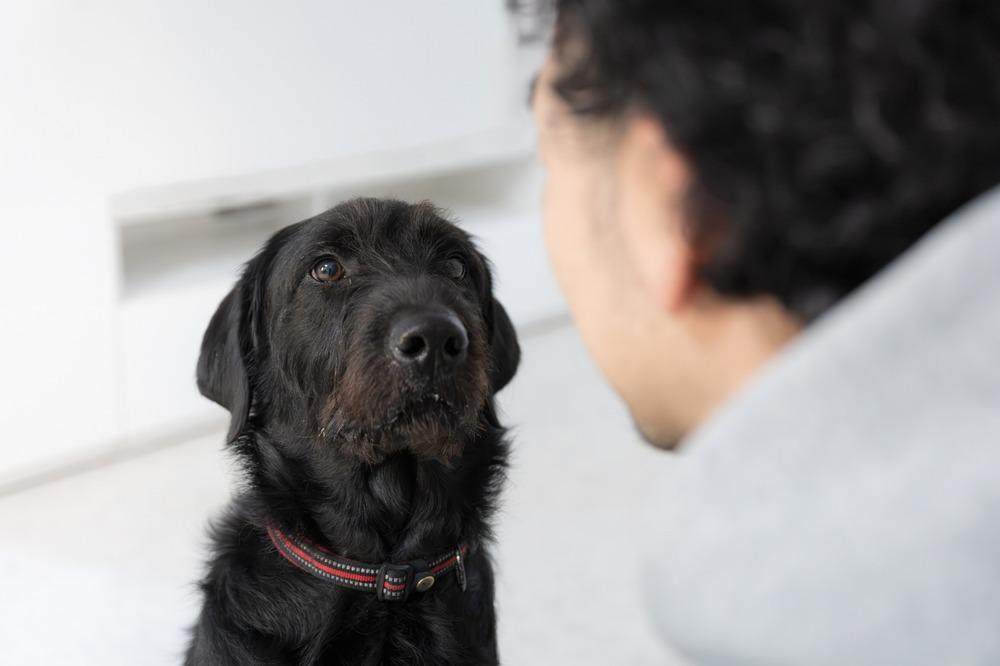 ¿Por qué los perros grandes envejecen antes que los pequeños?