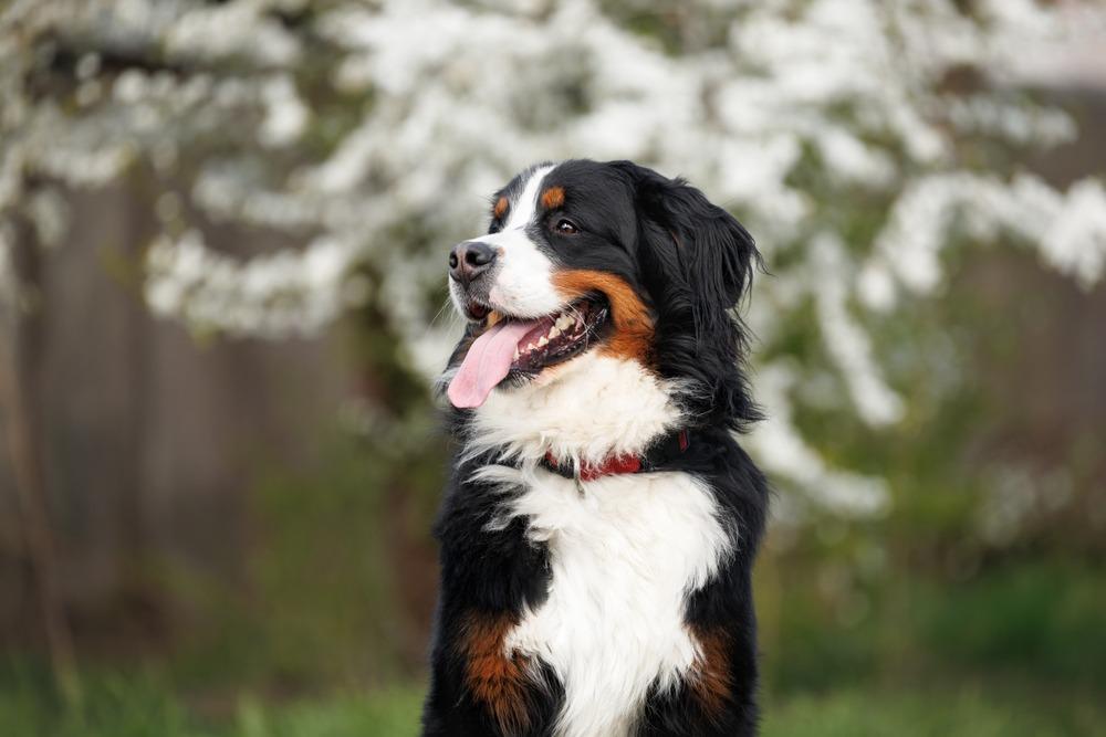 ¿Por qué los perros grandes envejecen antes que los pequeños?