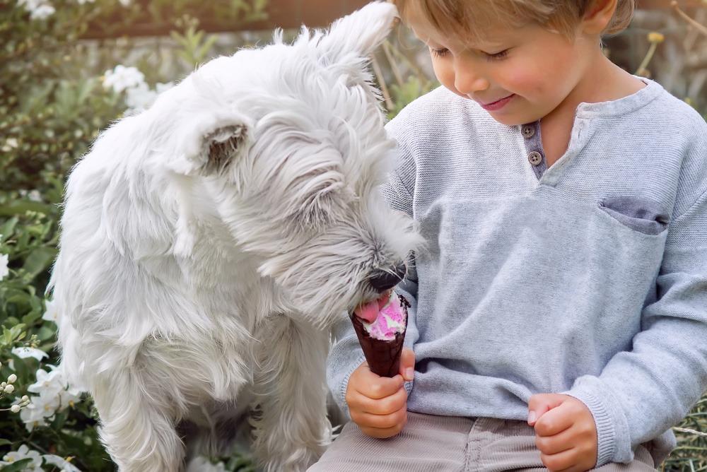 ¿Por qué los perros grandes envejecen antes que los pequeños?
