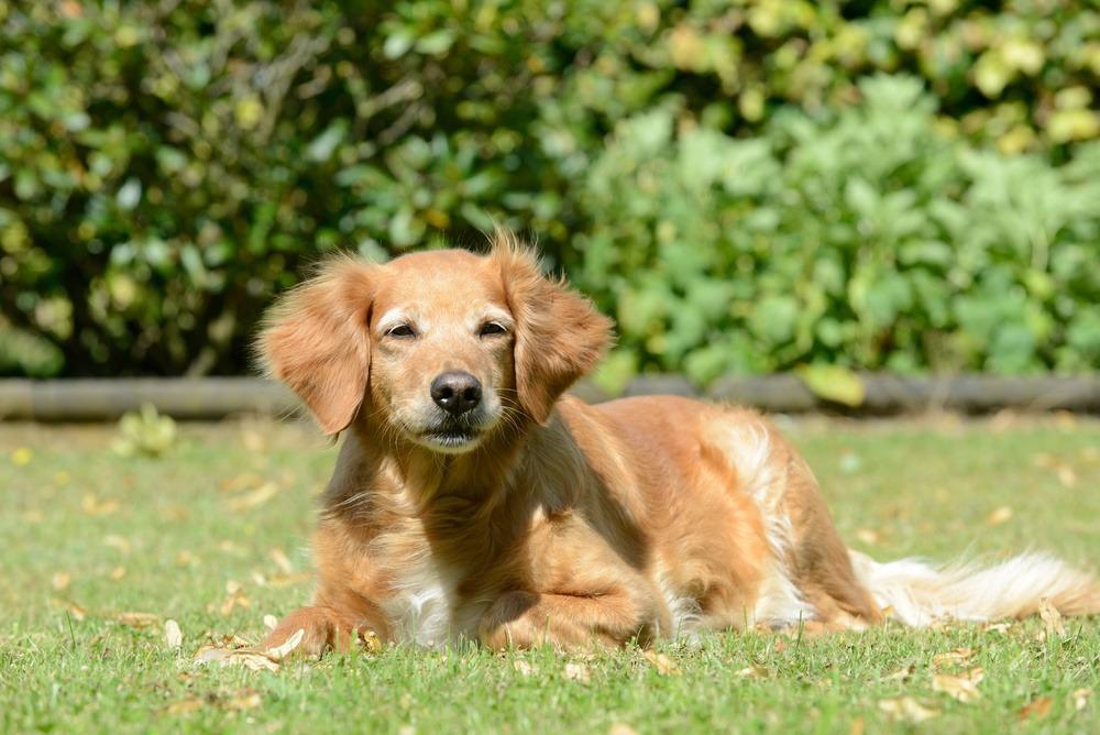 ¿Por qué los perros grandes envejecen antes que los pequeños?