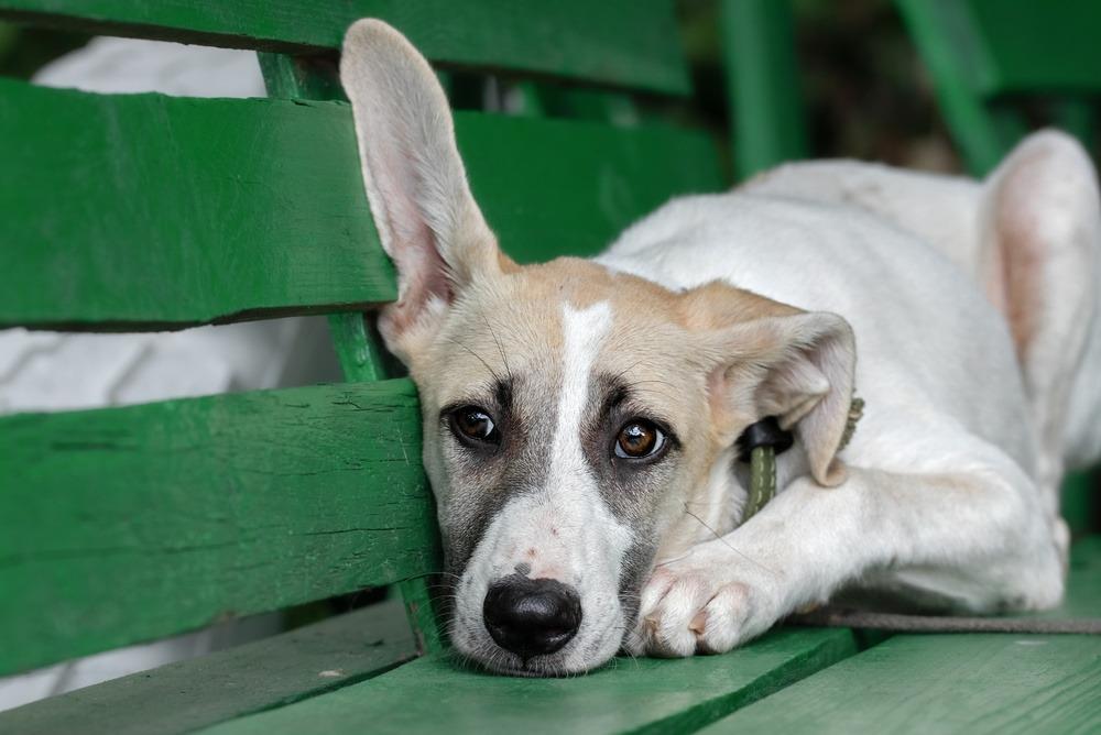 ¿Por qué los perros grandes envejecen antes que los pequeños?