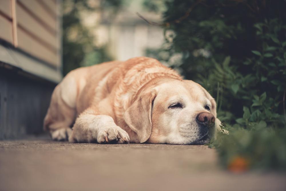 ¿Por qué los perros grandes envejecen antes que los pequeños?