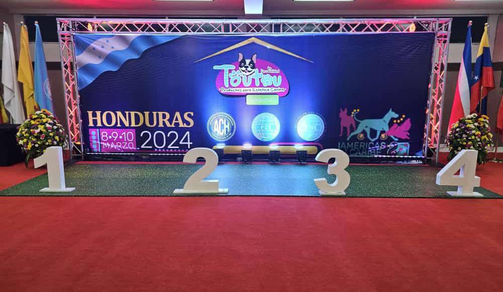 Mejor chihuahua joven y adulto.