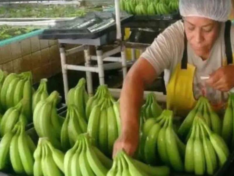 Una mujer trabaja en la selección de bananos en una finca del norte de Honduras.