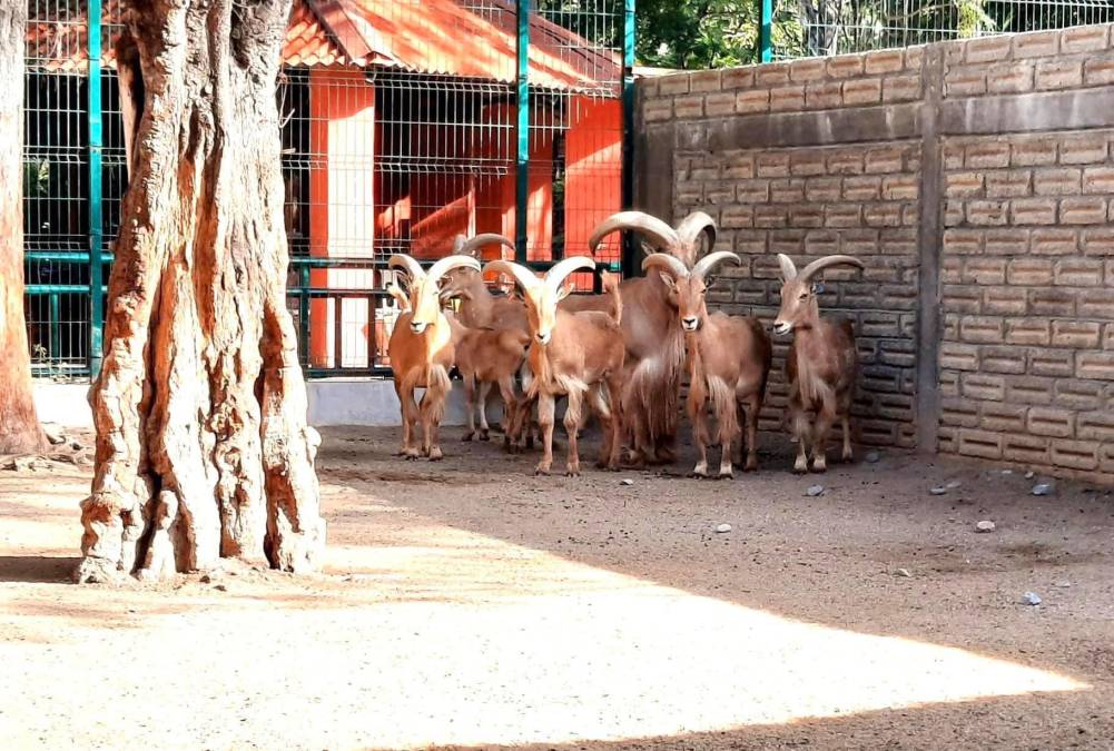 Director de zoológico separado por comerse cinco cabras
