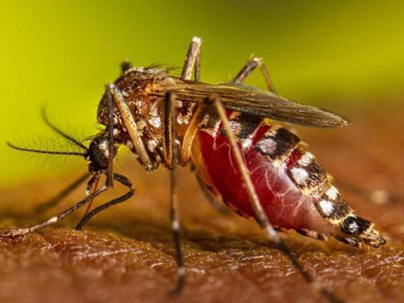 Salud vigila todos los puntos de entrada del país, con la instalación de salas situacionales para evitar la propagación de viruela del mono y el oropouche. Imagen referencial de archivo.