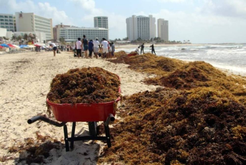 La explosiva escalada en el arribo de sargazo, nativo del Atlántico, amenaza con dañar irreversiblemente este ecosistema del sureste de México y trocarlo en un pantano pestilente.