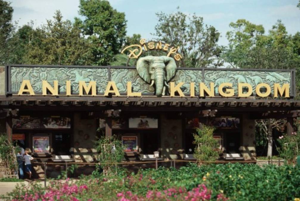 Disney's Animal Kingdom, más conocido como Animal Kingdom, es un parque temático de animales, algunos de ellos en peligro de extinción.