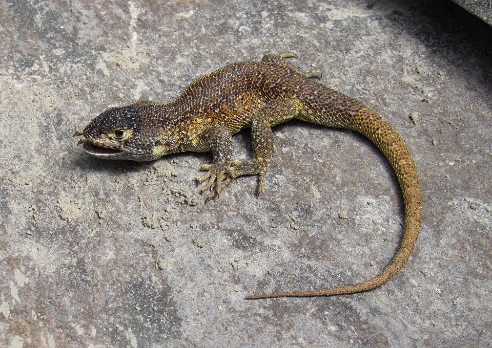 Liolaemus warjantay, la nueva y rara especie de lagartija descubierta en Perú