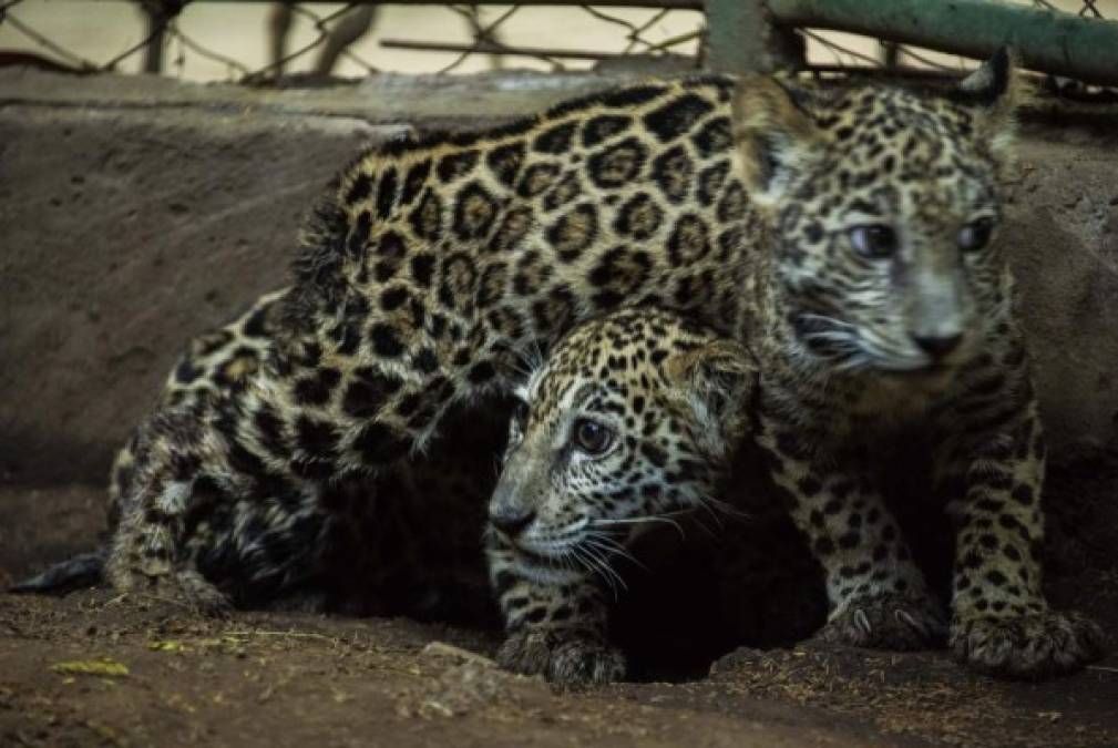 Dos pequeños jaguares fueron rescatados de la mano de cazadores furtivos tras a la intervención del Zoológico Nacional y las autoridades. Foto AFP