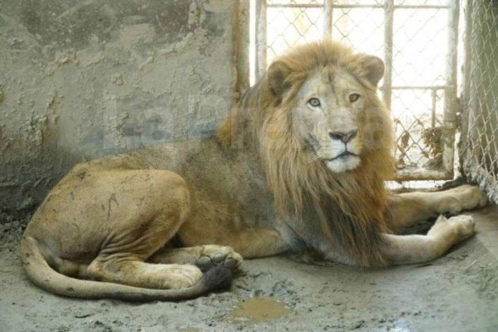 "Un león fue rescatado este martes por las autoridades después de que inspeccionaran las instalaciones del parque zoológico de San Ignacio, ubicado en el municipio de Omoa.<br/>"