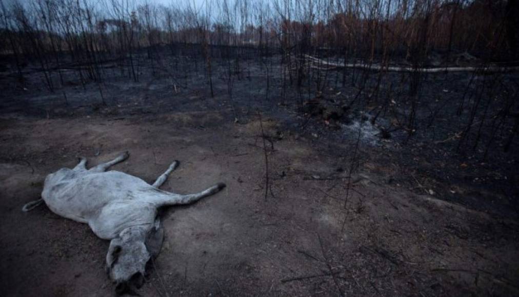 Las llamas han consumido ya miles de hectáreas y se han cobrado la vida de cientos de animales que habitan en la región.
