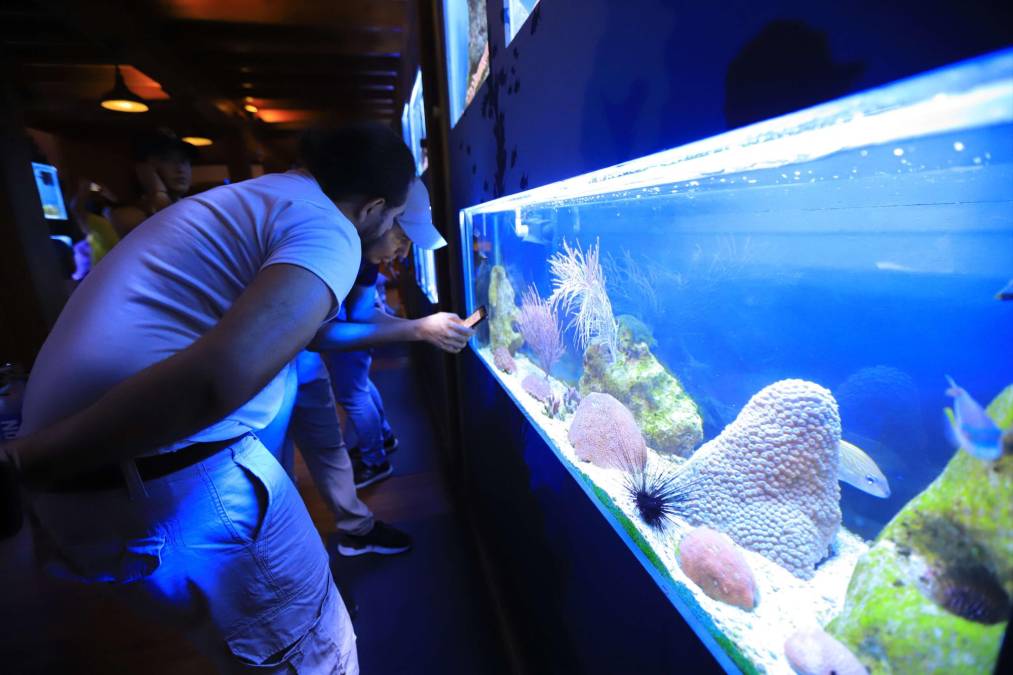 Corales, moluscos, erizos, los atractivos de Tela Marine