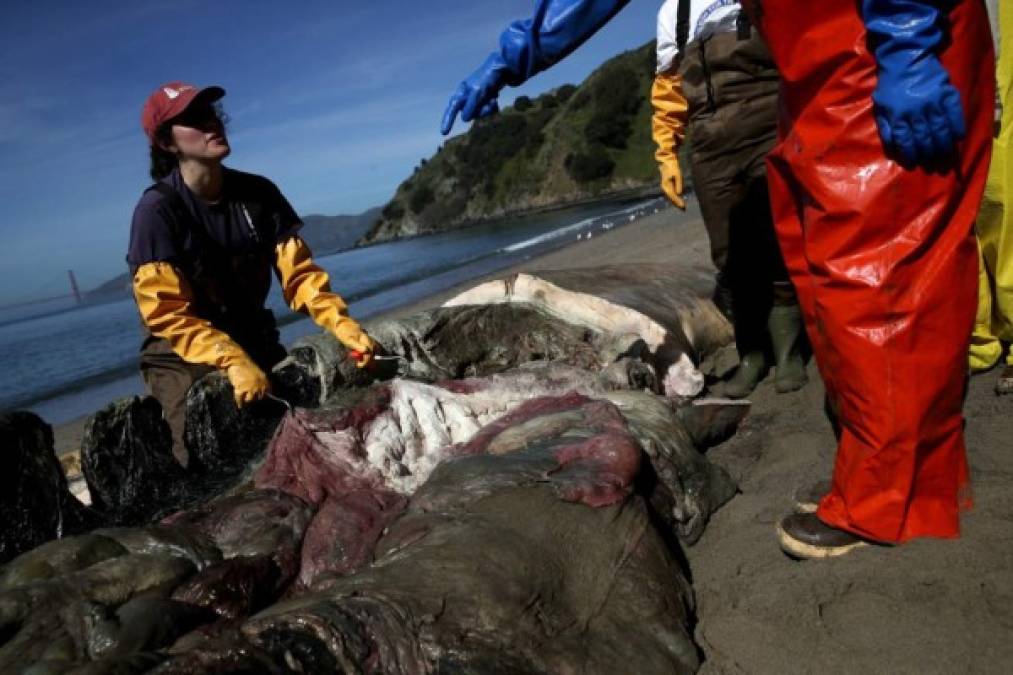Se tendrá que esperar el informe oficial de los expertos para así poder crear soluciones para evitar que sigan apareciendo cetáceos muertos.