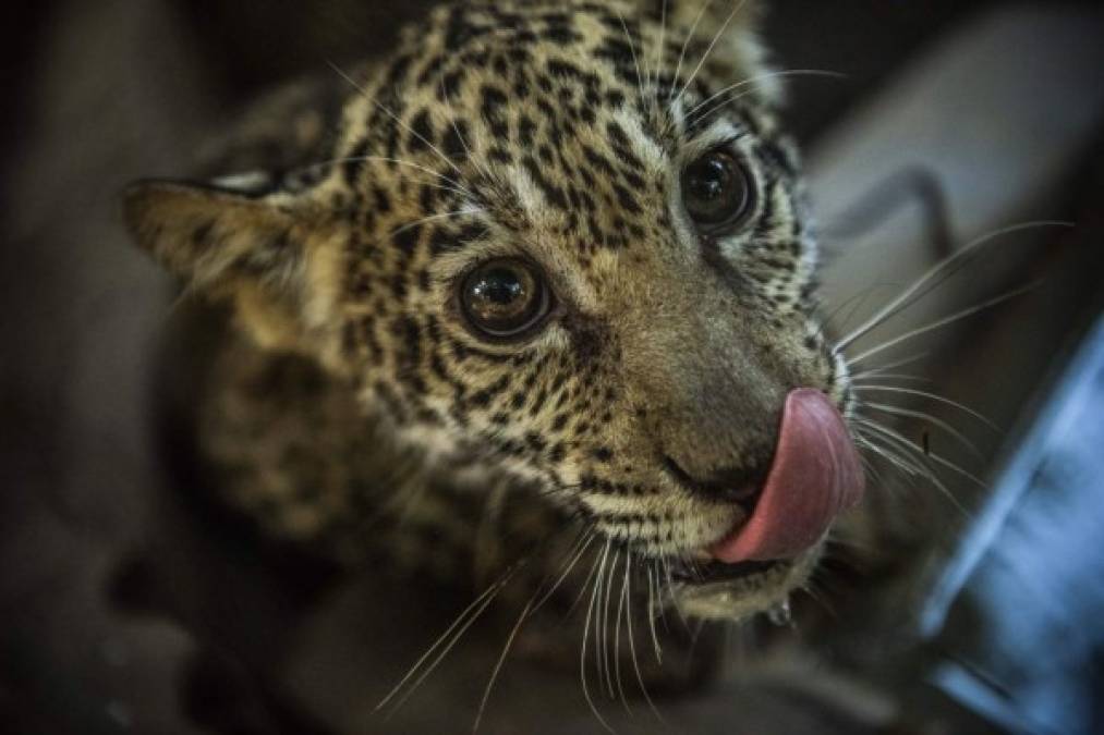 El zoológico, donde también existe un centro de rescate de animales, desarrolla un programa de reproducción de jaguares, que en cautiverio pueden vivir hasta 25 años. Foto AFP