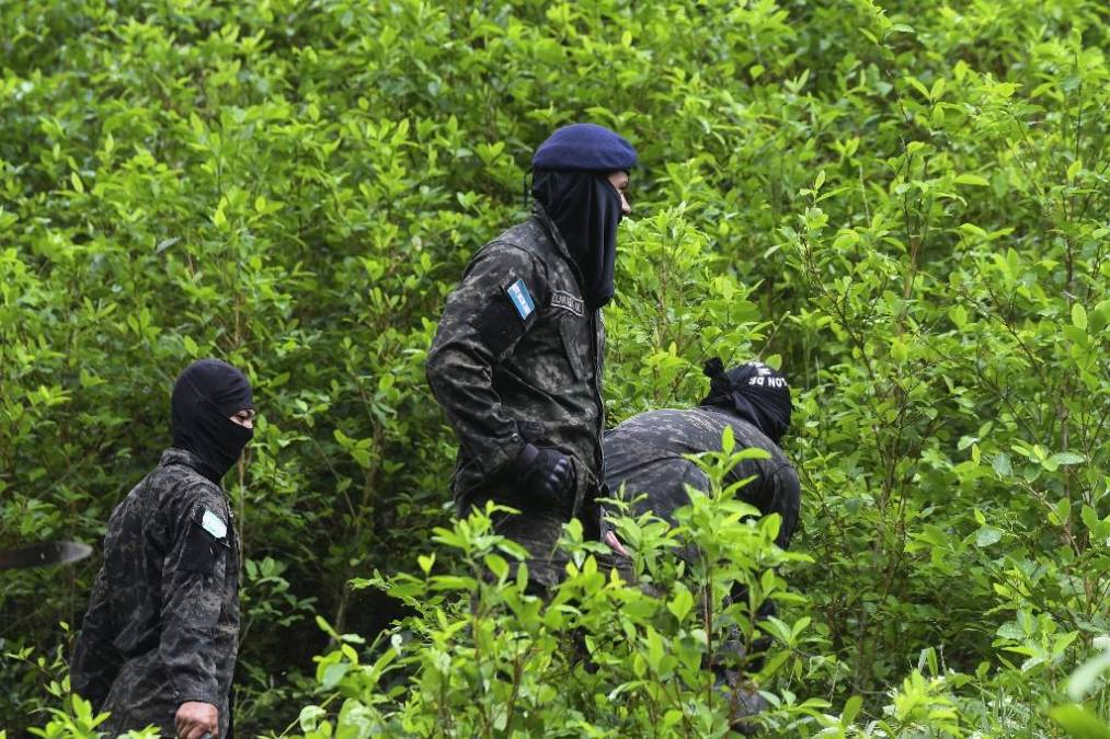  Soldados, miembros de la Agencia Técnica de Investigación Criminal (ATIC) y miembros de la Dirección de Lucha contra el Narcotráfico destruyen al menos 30 hectáreas de hojas de coca en las montañas de Bonito Oriental.