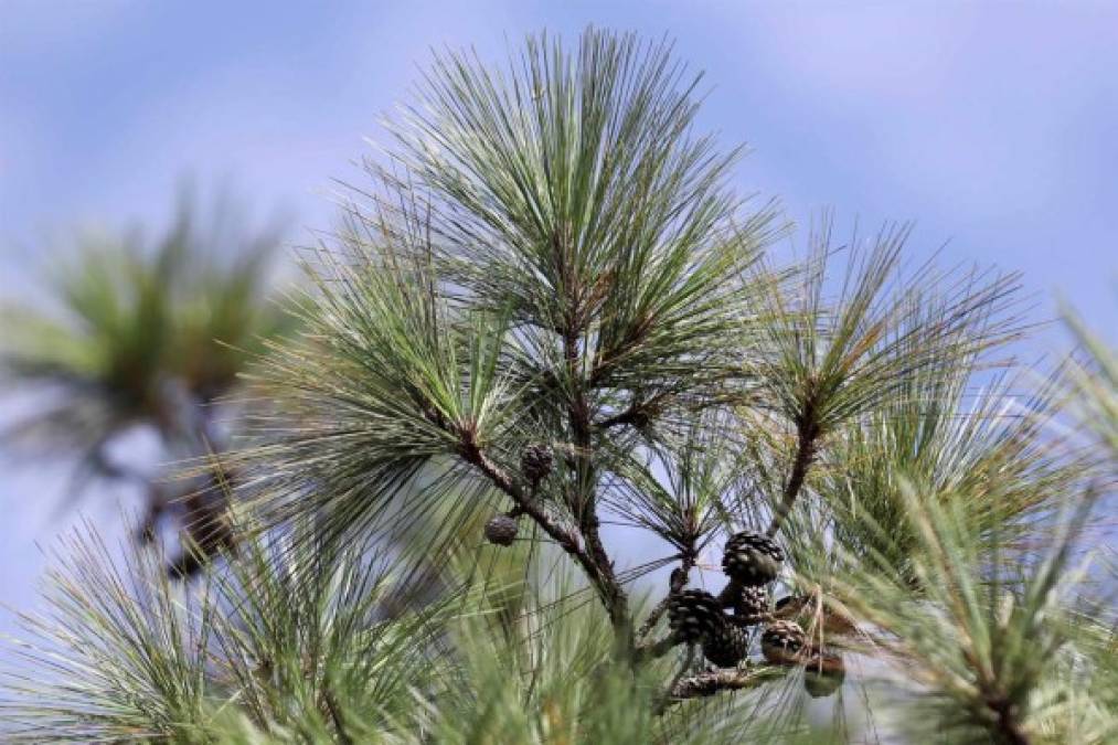 En algunas regiones los cerros incluso han sido utilizados para la siembra de palma africana, actividad que comenzó a tener mayor auge partir del decenio de los 70 del siglo pasado.