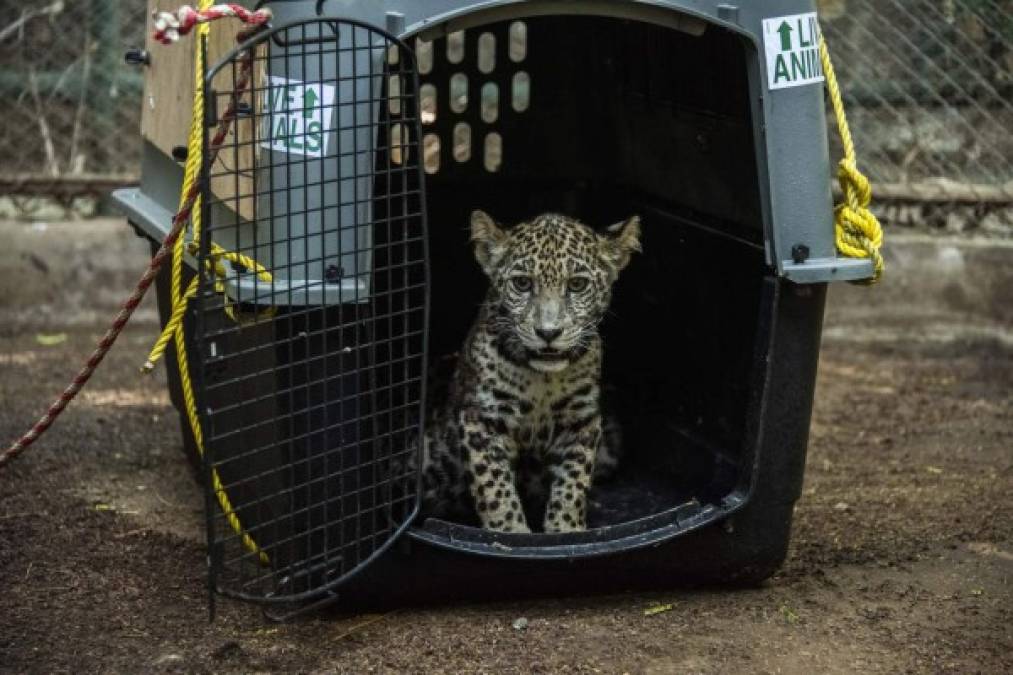 El director del zoológico, Eduardo Sacasa dijo que los cazadores mataron a la madre Jaguar para capturar a sus felinos. Fotos AFP