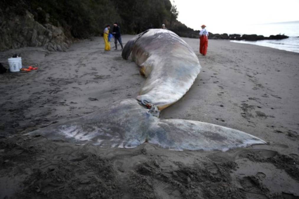 Su alimentación se basa de crustáceos (krill) que viven en los fondos de fango del mar de Bering.