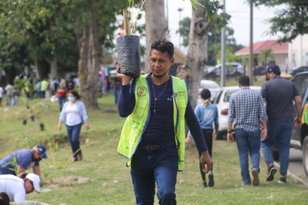 Además de limpiar también están reforestando el bordo del río.