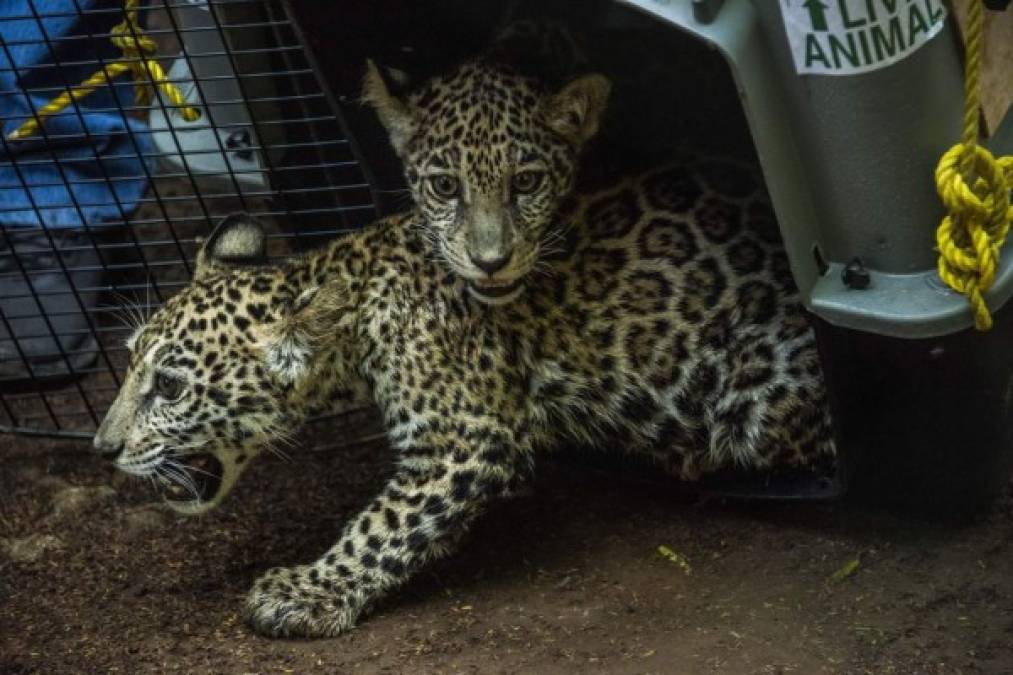 La intención de los traficantes era venderlos a un ciudadano extranjero, pero una denuncia en las redes sociales, con la foto de los felinos enjaulados, acabó con sus planes. Foto AFP